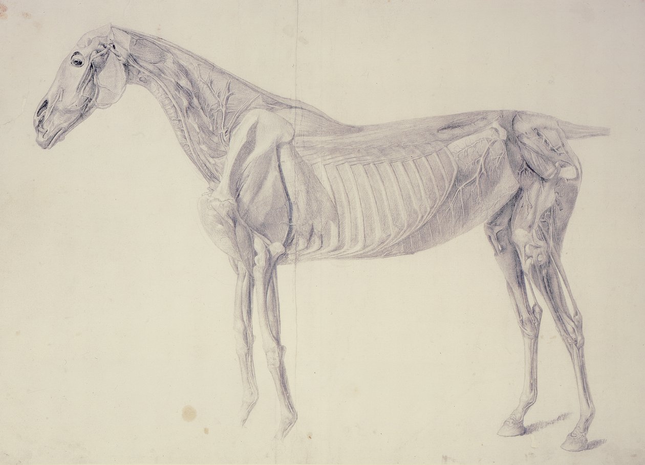 Diagram uit De Anatomie van het Paard door George Stubbs