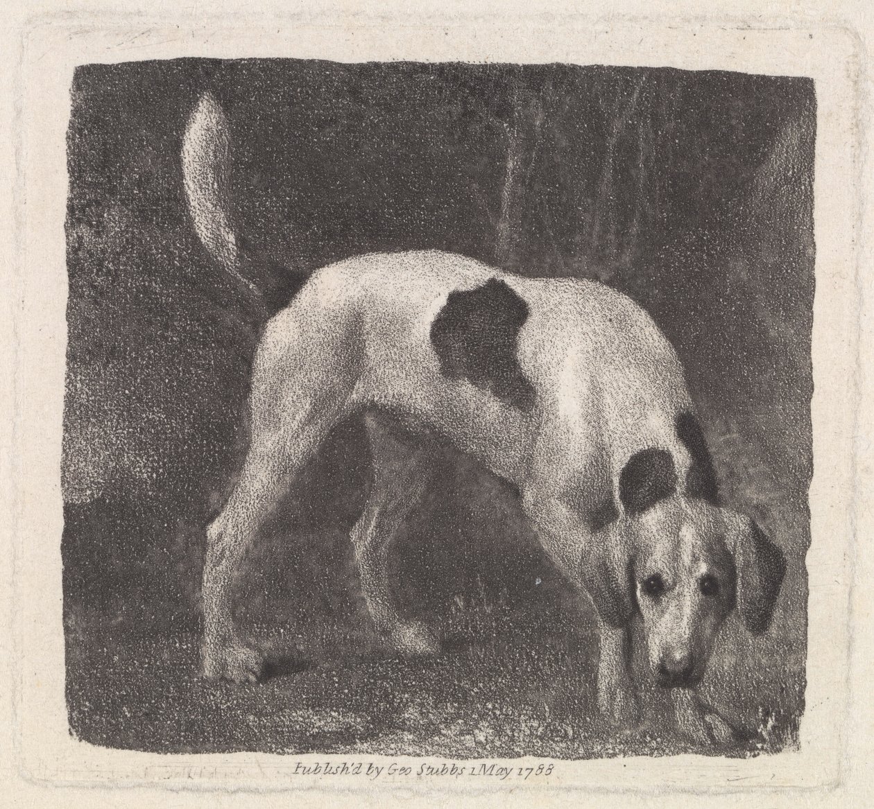 Hond (Een Foxhound op het Spoor) gegraveerd door de kunstenaar, uitgegeven 1788 door George Stubbs
