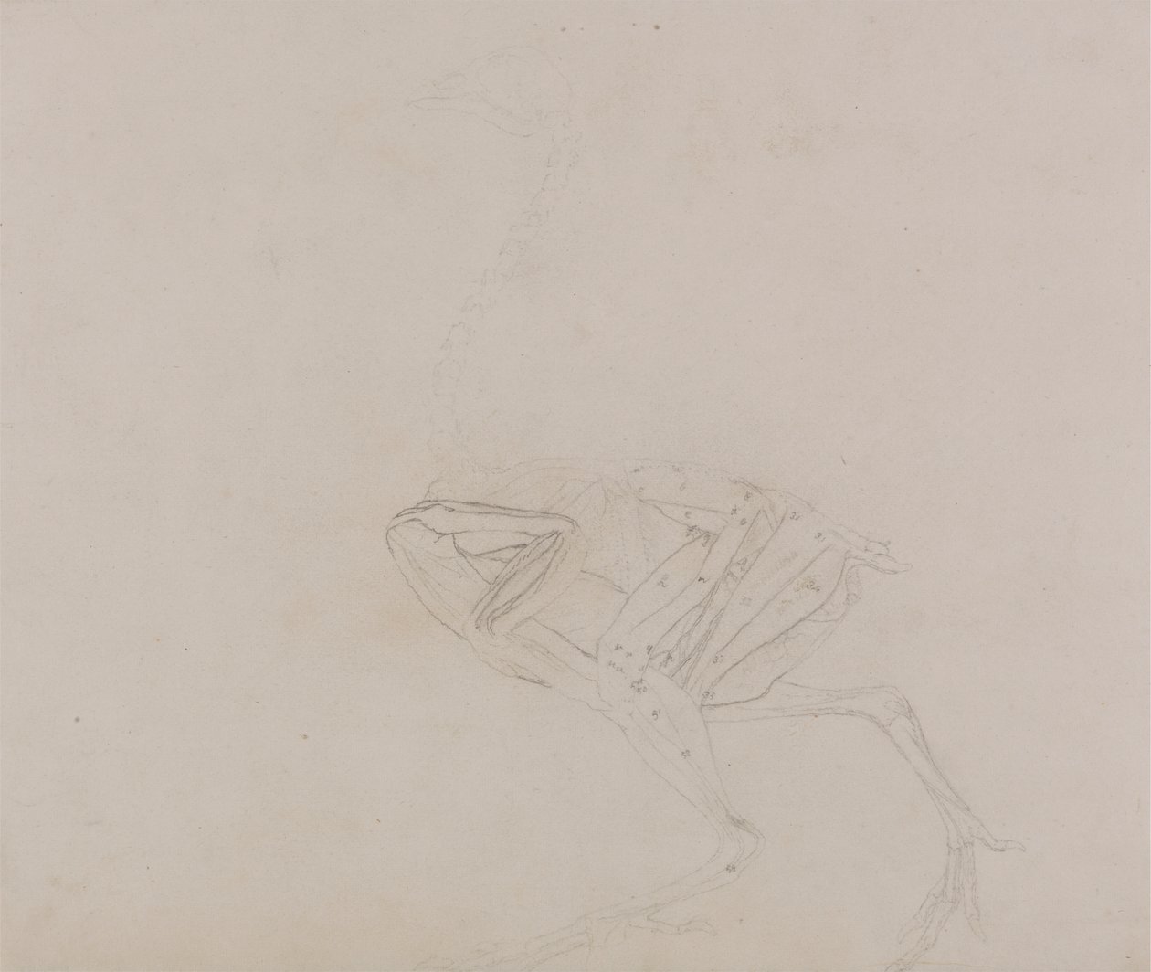 Dorking Hen Lichaam, Zijaanzicht (Studie van de spieren van het lichaam en ledematen in een later stadium van dissectie) door George Stubbs