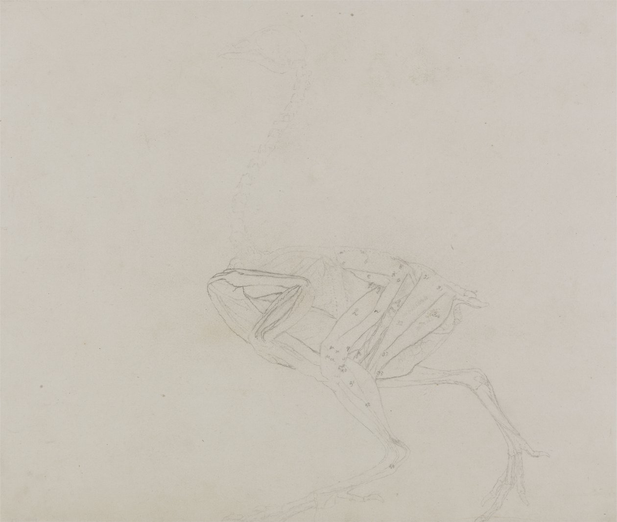 Dorking Hen Lichaam, Lateraal Aanzicht, uit Een Vergelijkende Anatomische Expositie van de Structuur van het Menselijk Lichaam met die van een Tijger en een Gewone Kip, 1795-1806 door George Stubbs