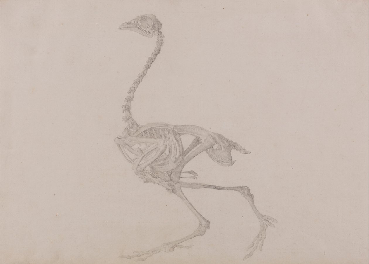 Dorking hen skelet, lateraal zicht (voltooide studie voor een onuitgegeven tabel) door George Stubbs