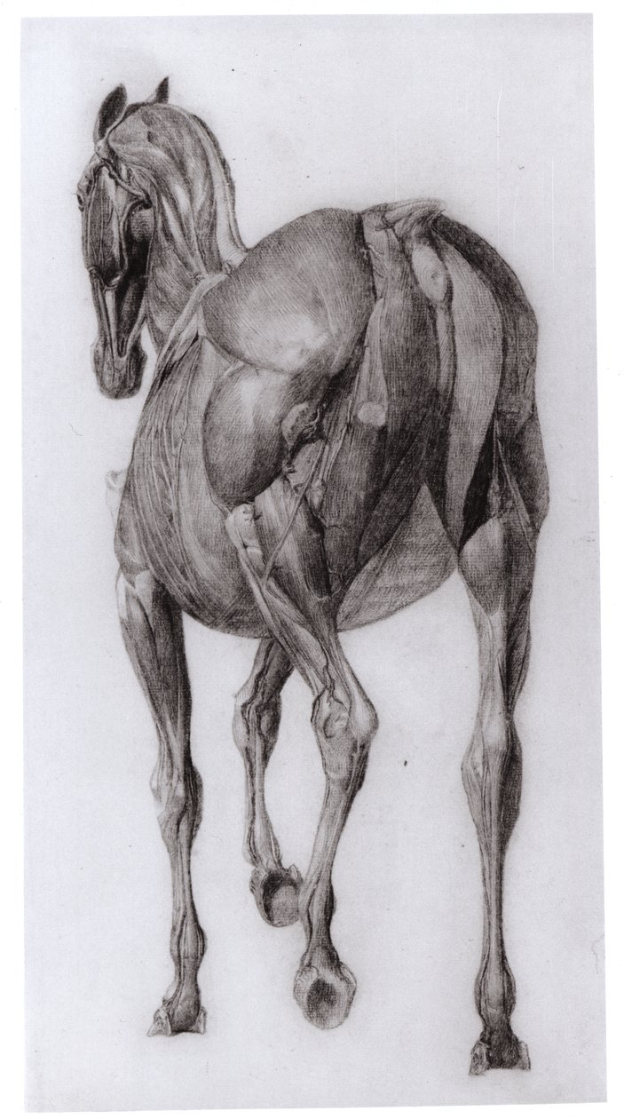 Dorsaal Aanblik van de Spierstructuur van een Geleidelijk Ontleed Paard, studie Nr. 7 uit De Anatomie van het Paard, 1766 door George Stubbs