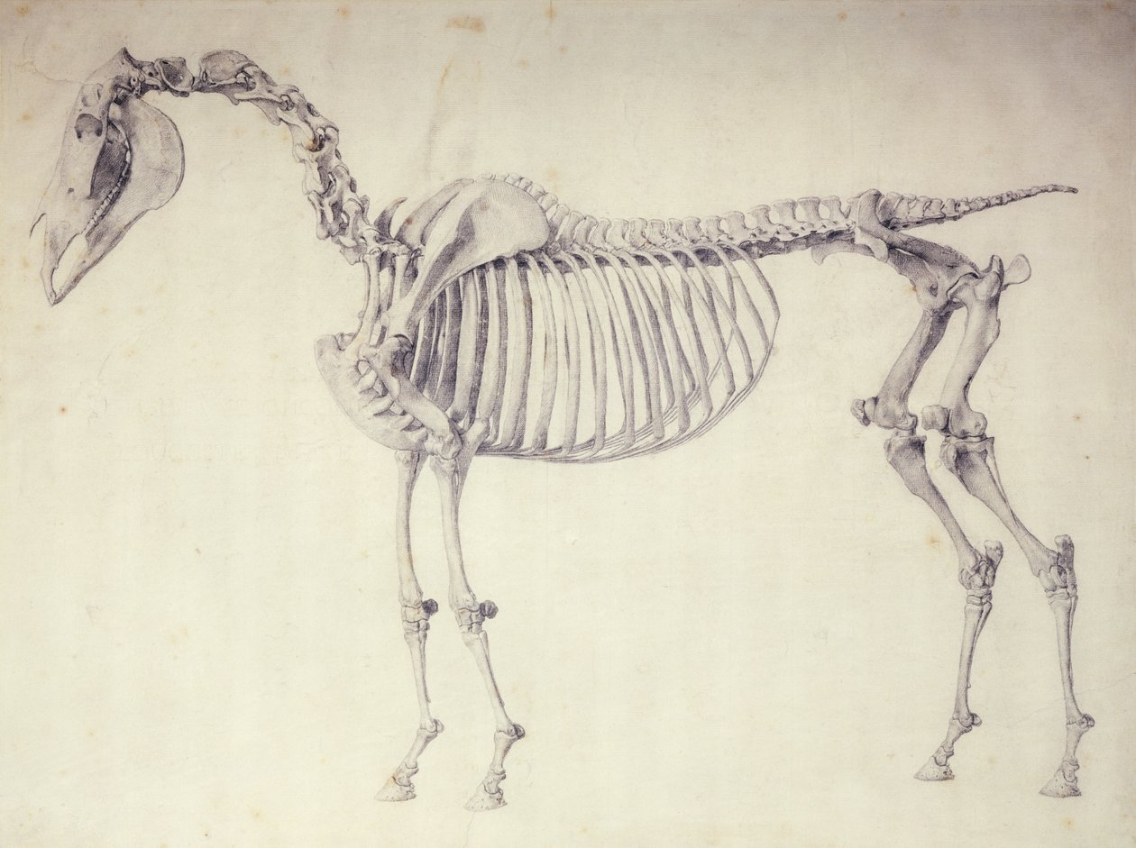 Vijfde Anatomische Tafel, uit 