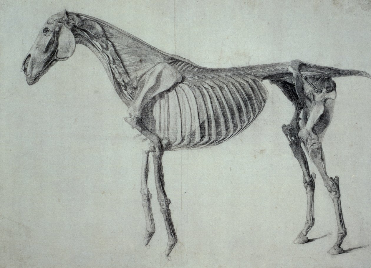 Afgewerkte studie voor de vijfde anatomische tafel van een paard (grafiet op papier) door George Stubbs