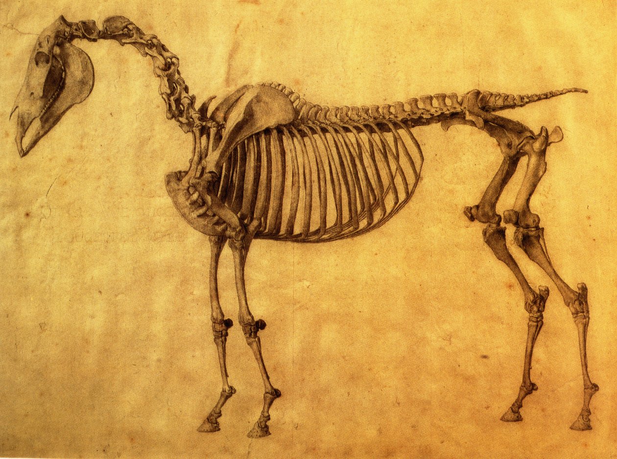 Afgewerkte studie voor de eerste skeletafel van een paard, c. 1766 door George Stubbs