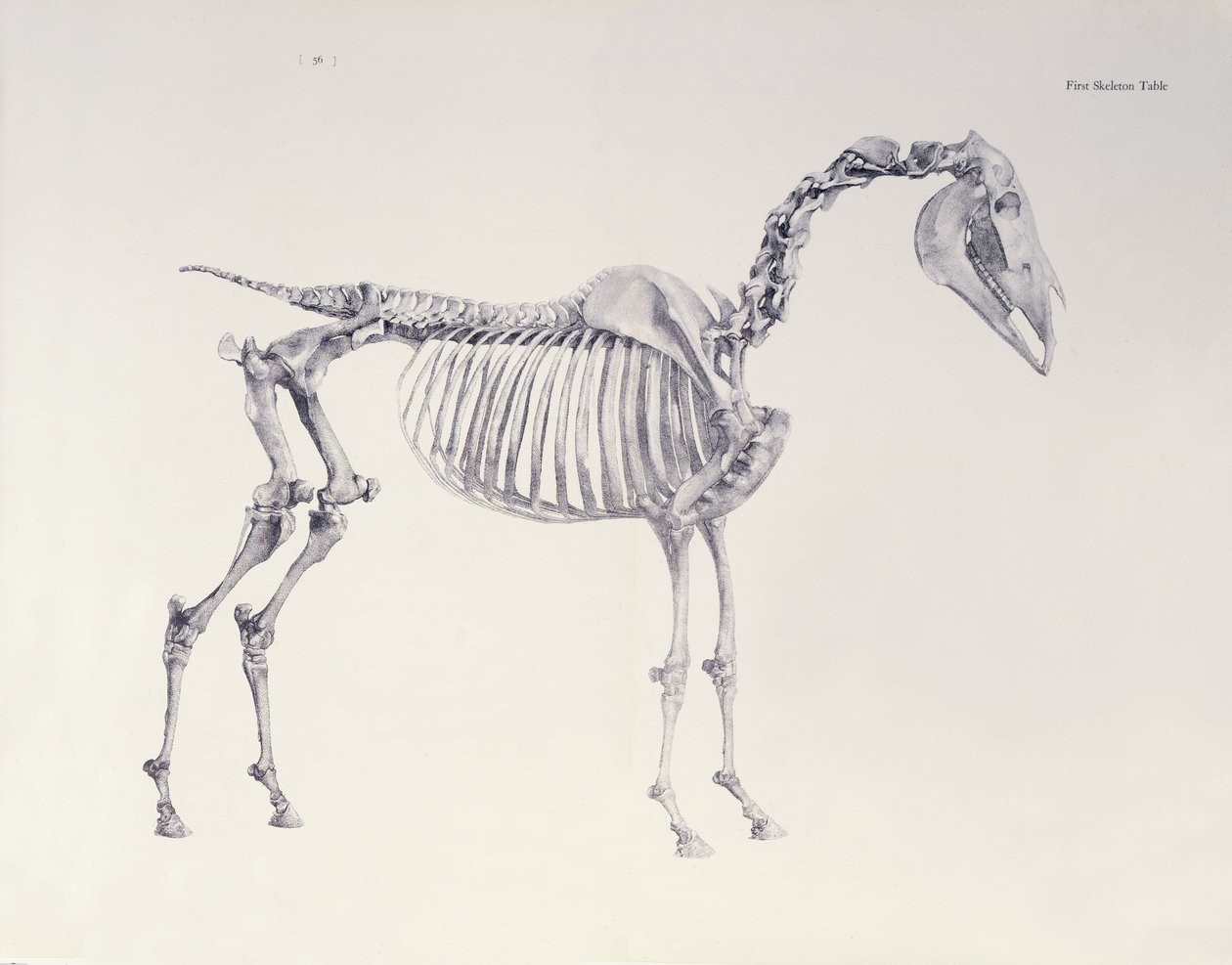 Eerste Skelet Tafel, uit De Anatomie van het Paard door George Stubbs
