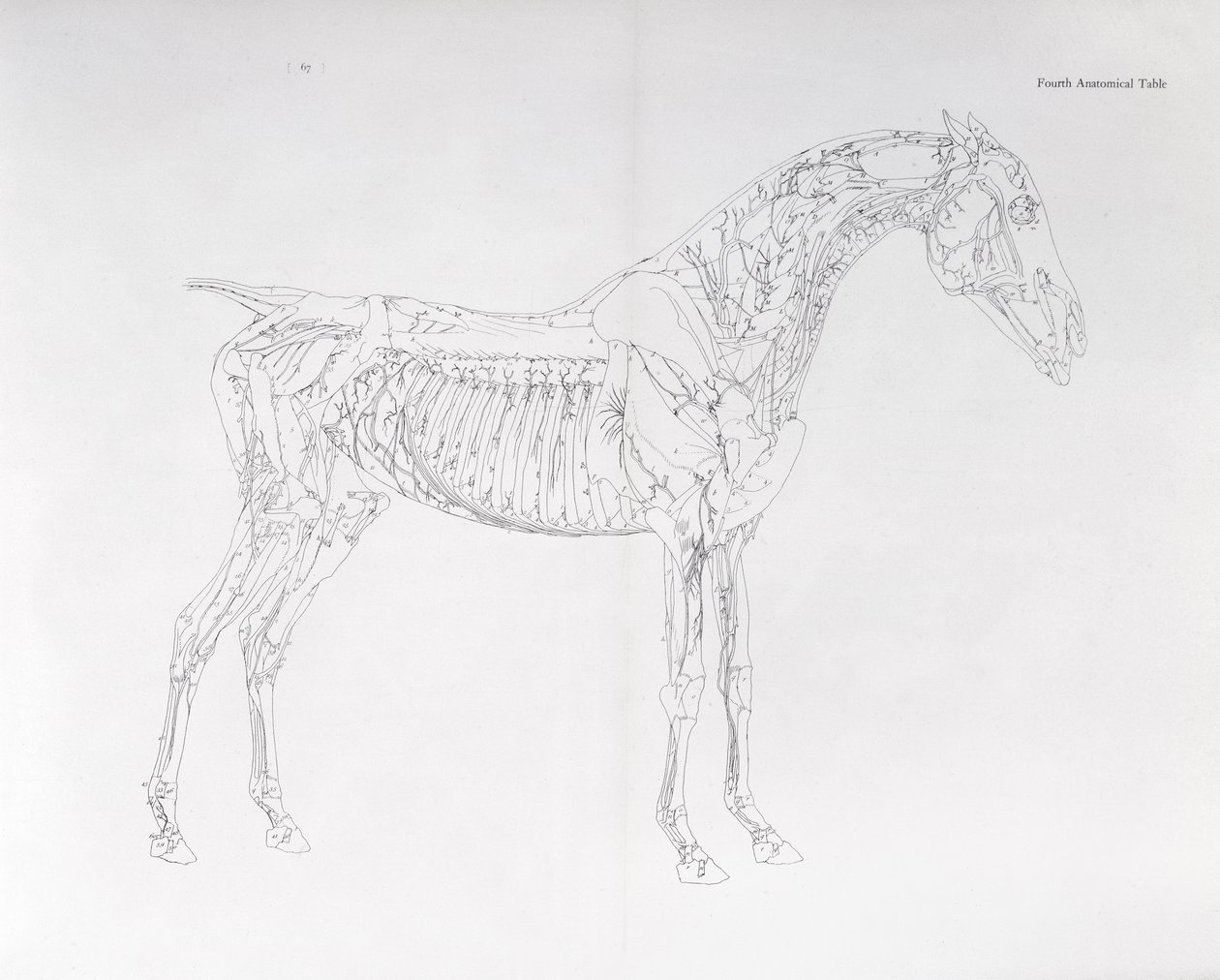 Vierde Anatomische Tafel, uit 
