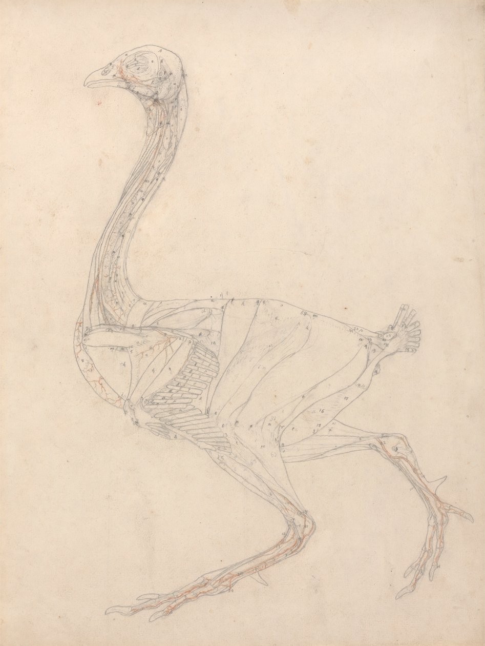 Vogellichaam, lateraal zicht (studie voor de sleutel figuur naar tabel XV) door George Stubbs