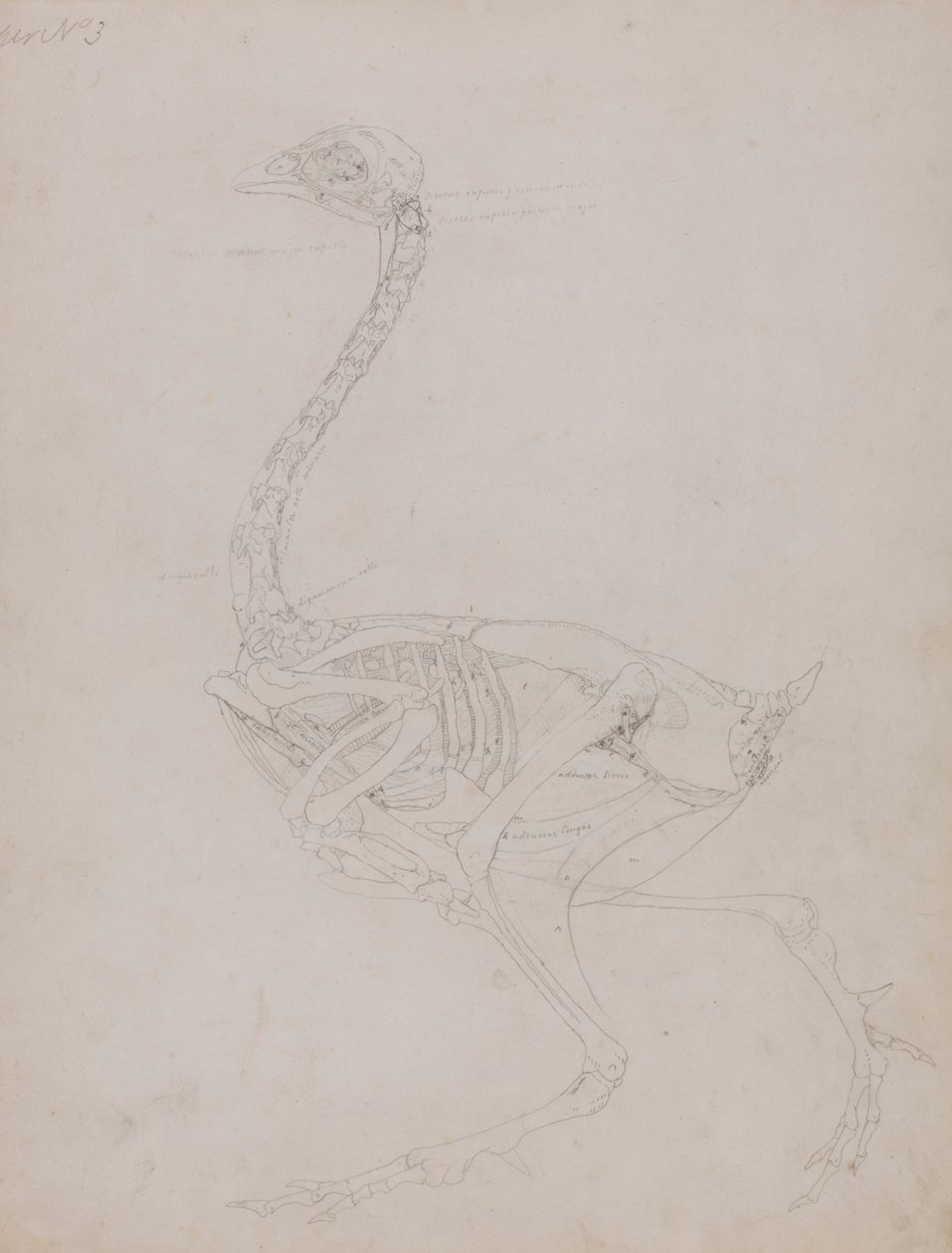 Vogellichaam, zijaanzicht door George Stubbs