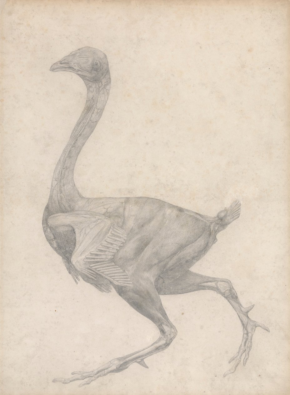 Vogel, lateraal zicht, met huid en onderliggende fasciale lagen verwijderd (afgewerkte studie voor Tafel XV) door George Stubbs