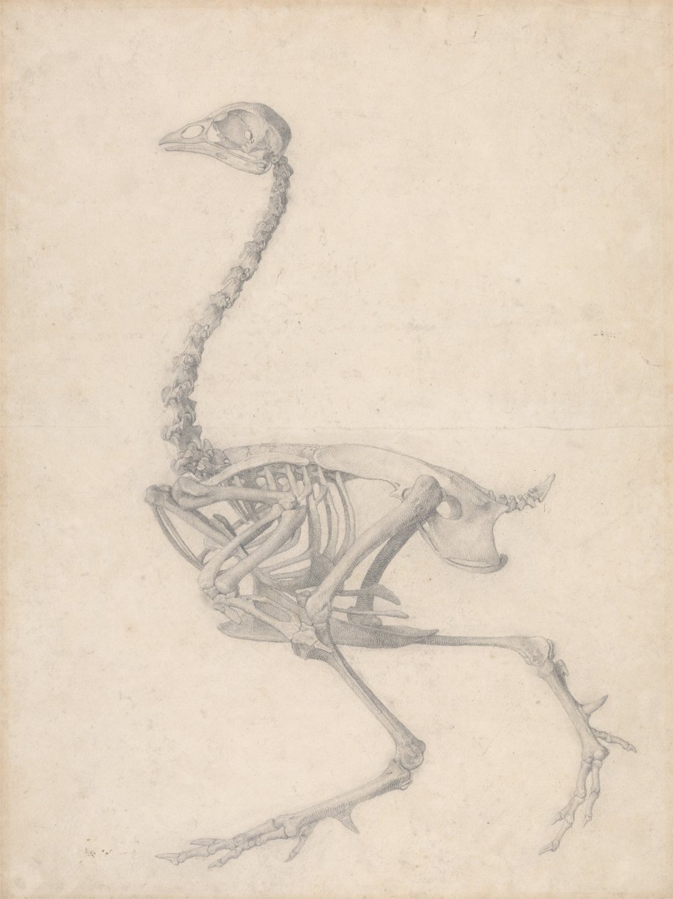Vogel Skelet, Lateraal Aanzicht (Voltooide Studie voor Tafel V) door George Stubbs