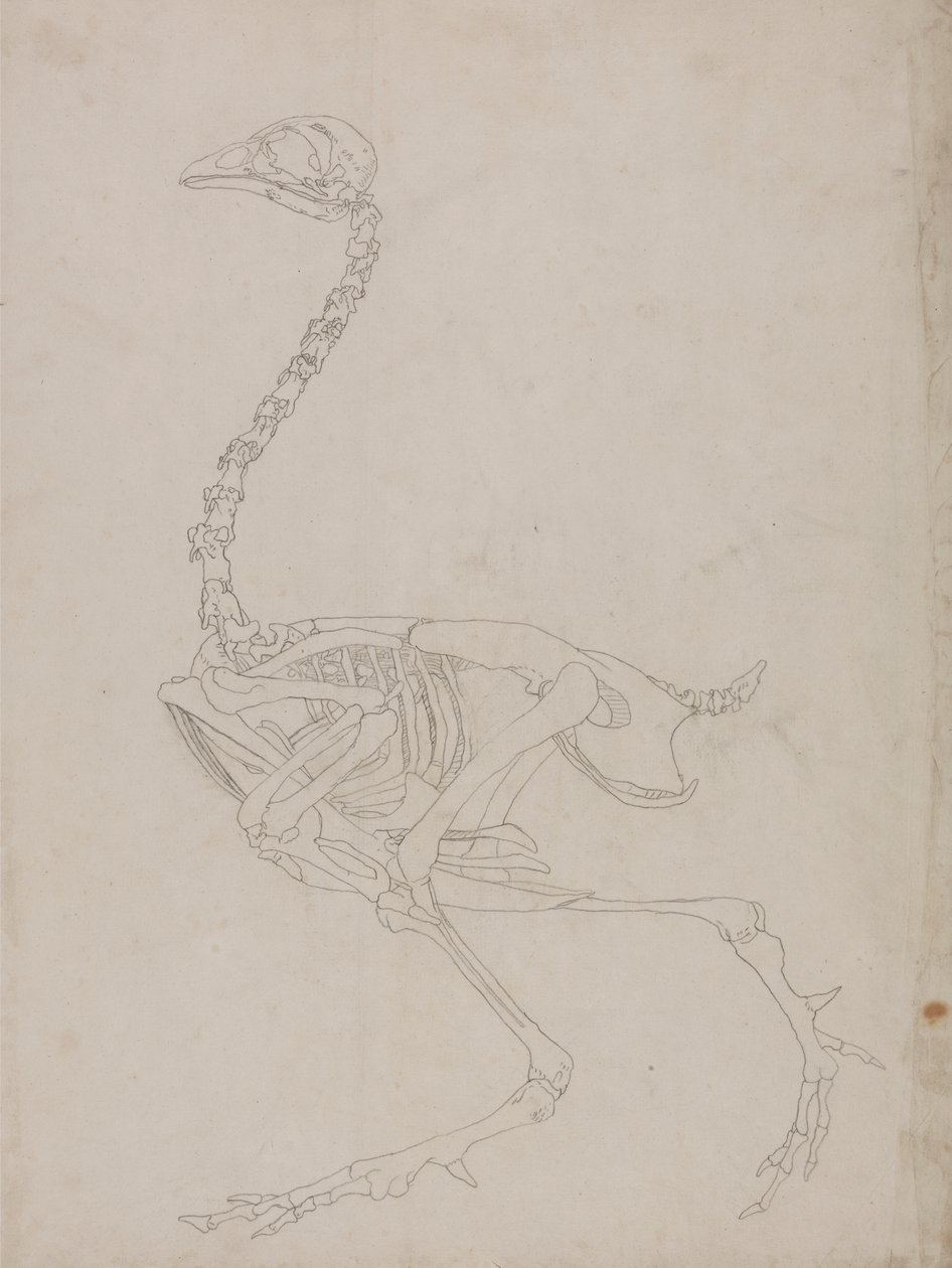 Vogel skelet, zijaanzicht (omtrektekening van het skelet) door George Stubbs