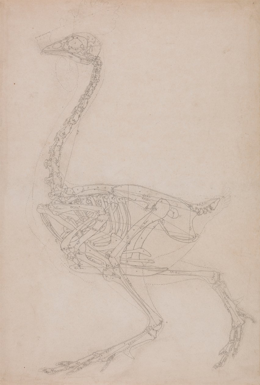 Vogelskelet, zijaanzicht (Waarschijnlijk basisstudie van de verhoudingen van het vogelskelet gebruikt voor andere tekeningen) door George Stubbs