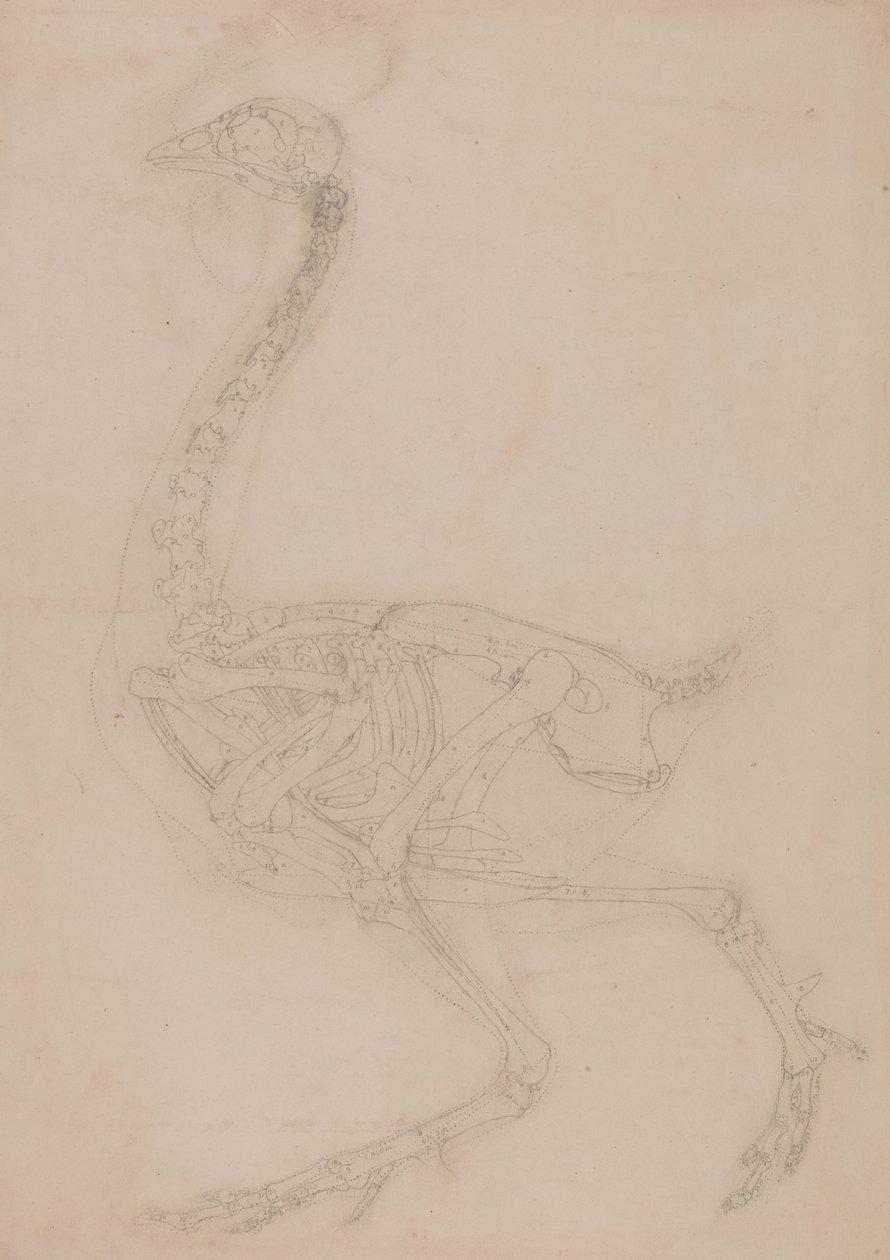 Vogel skelet, lateraal aanzicht door George Stubbs