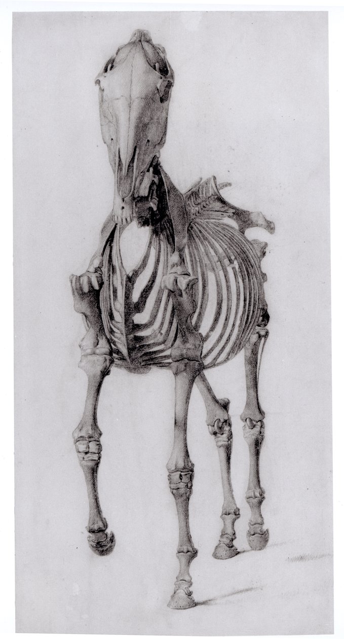 Vooraanzicht van het Skelet van een Paard, studie Nr. 10 uit De Anatomie van het Paard, 1766 door George Stubbs