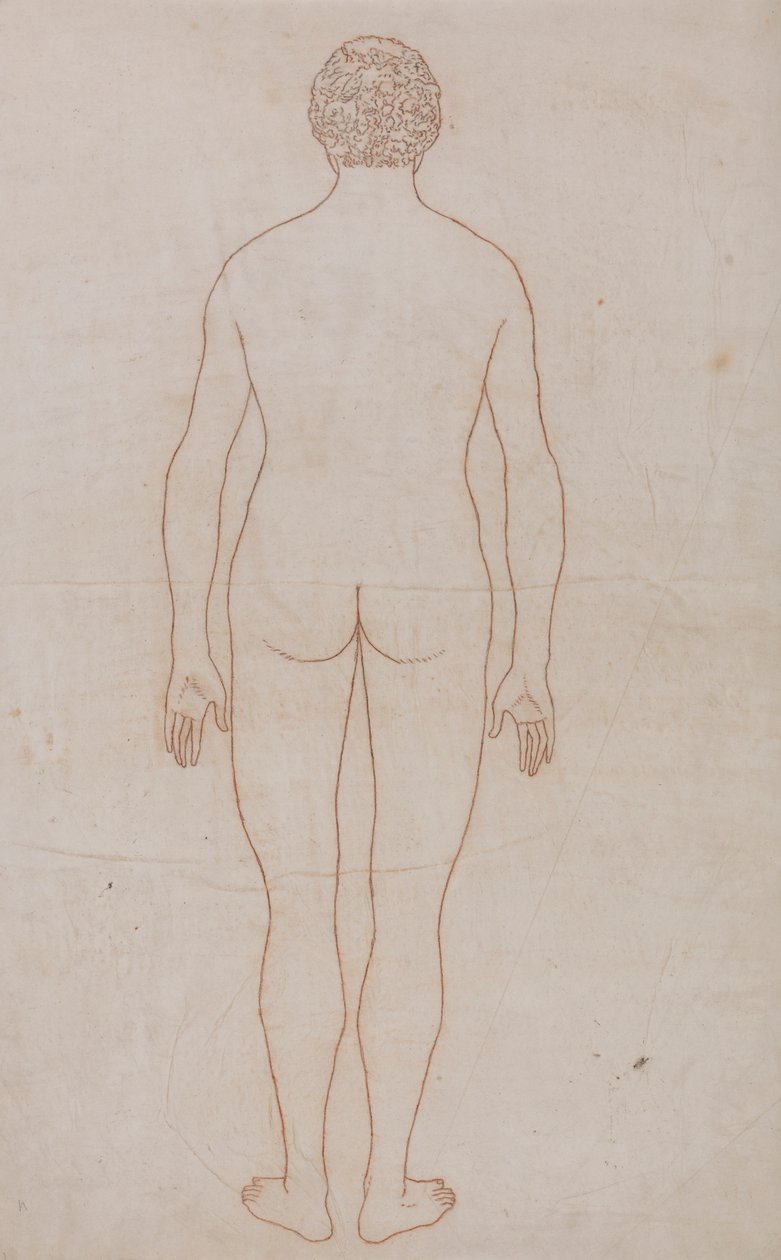 Menselijk lichaam, achteraanzicht (Omlijningstekening voor Tabel VII) door George Stubbs