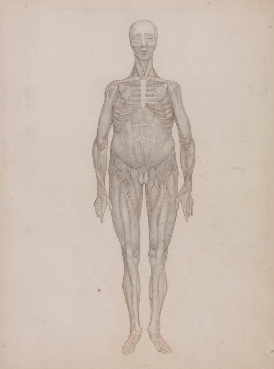 Menselijke figuur, vooraanzicht (bedoeld voor een plaat die nooit is gepubliceerd) door George Stubbs