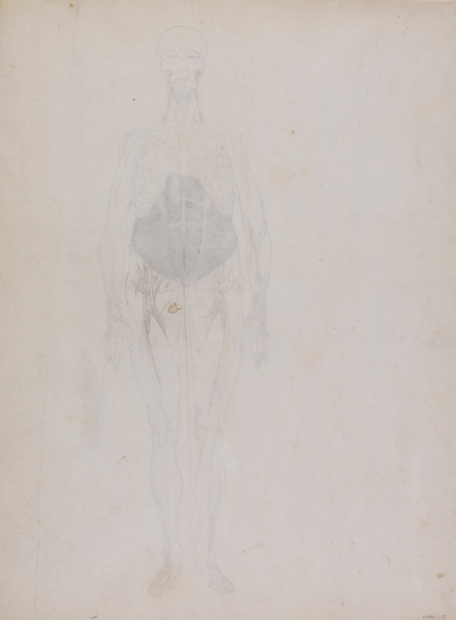 Menselijke Figuur, Vooraanzicht (Grotendeels in omtrek) door George Stubbs