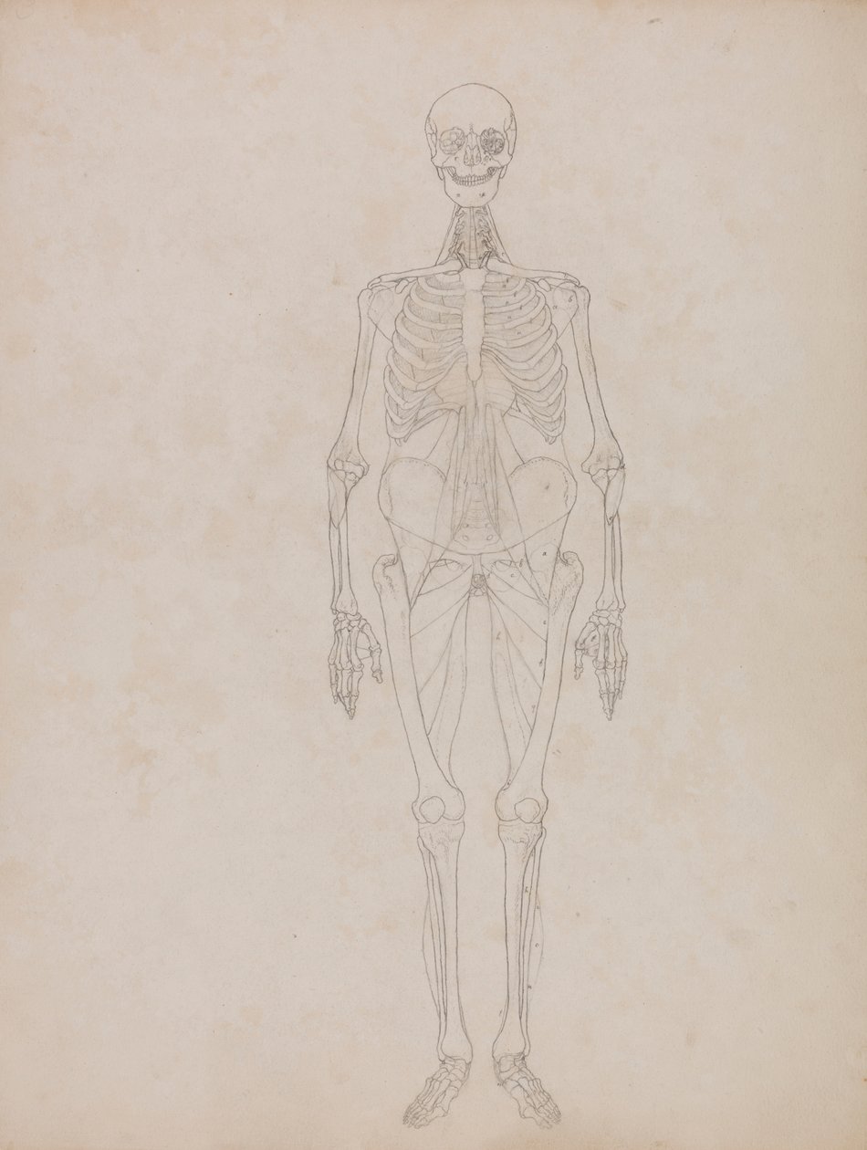 Menselijke figuur, vooraanzicht (omtrekfiguur) door George Stubbs
