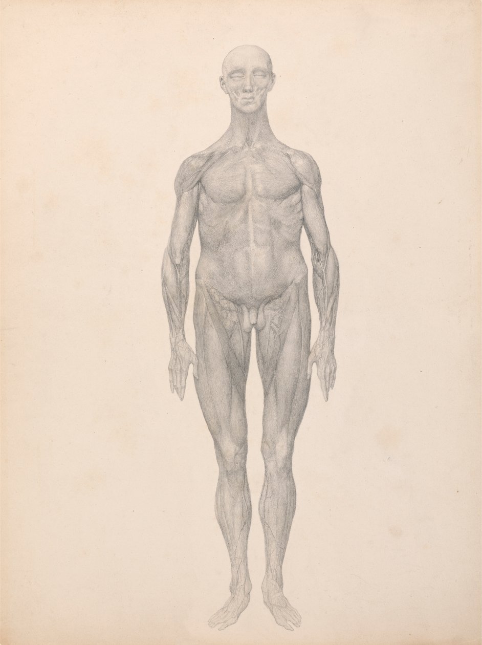 Menselijke Figuur, Vooraanzicht, Huid en Onderliggende Fasciale Lagen Verwijderd (Voltooide Studie voor Tabel XI) door George Stubbs