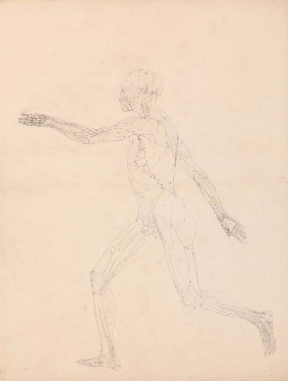 Menselijke figuur, lateraal aanzicht (Voor de sleutel figuur naar Tabel XIII) door George Stubbs