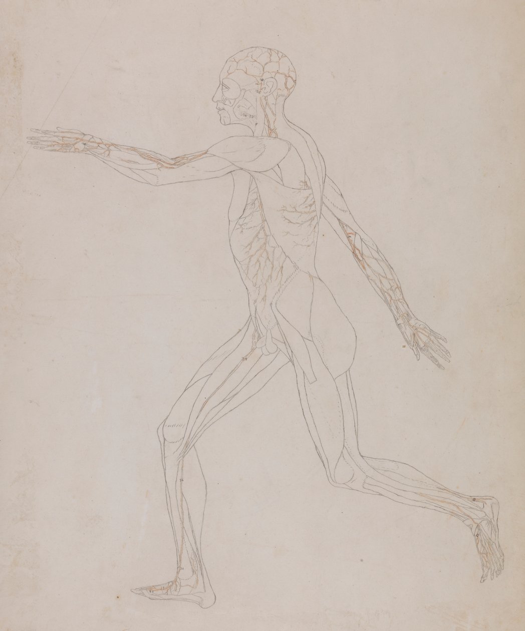 Menselijke figuur, lateraal aanzicht (Gerelateerd aan Tabel XIII, gedetailleerde studie van de bloedvaten die de spieren voorzien) door George Stubbs