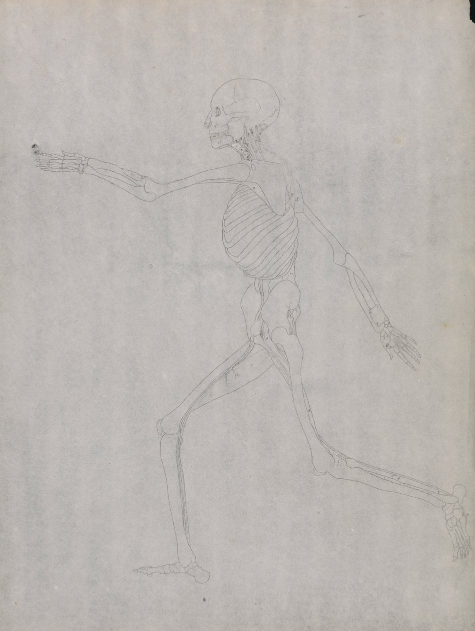Menselijke figuur, zijaanzicht door George Stubbs