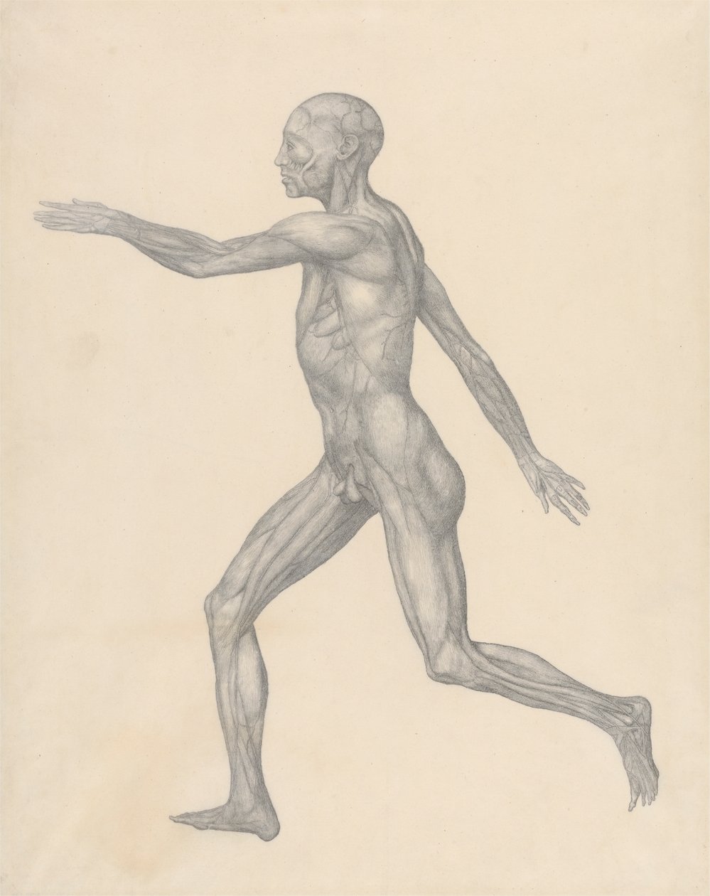 Menselijke Figuur, Lateraal Uitzicht, na Verwijdering van de Huid en de Onderliggende Fasciale Lagen (Voltooide Studie voor Tafel XIII) door George Stubbs