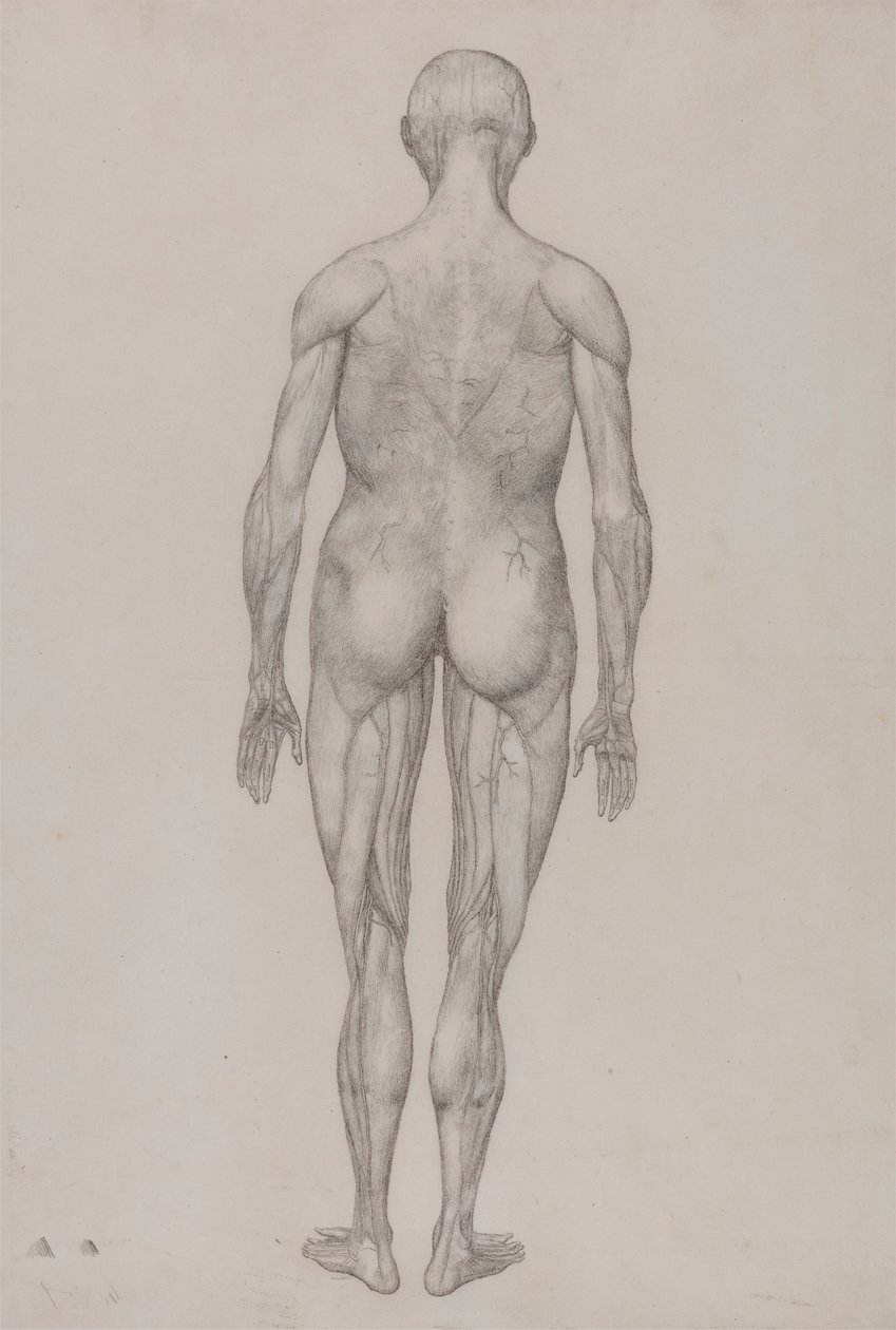Menselijke figuur, achteraanzicht door George Stubbs