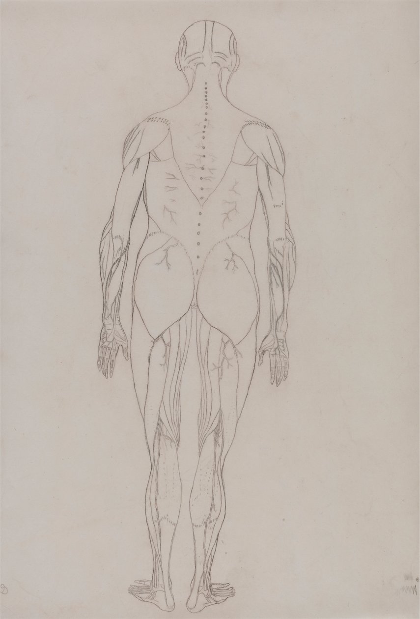 Menselijke figuur, achteraanzicht (omtrektekening voor sleutel figuur bij Tabel XII) door George Stubbs