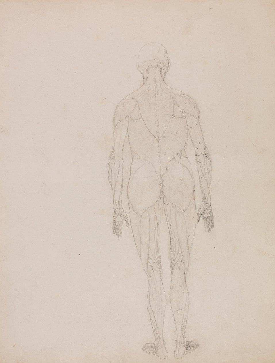 Menselijke figuur, achteraanzicht (omtrektekening voor sleutel figuur naar Tafel XII) door George Stubbs