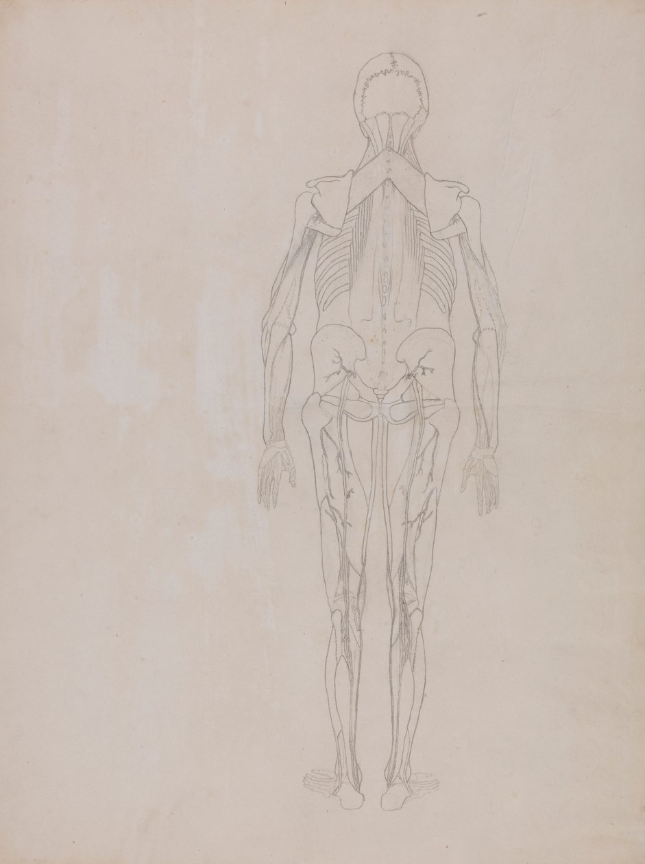 Menselijke Figuur, Achteraanzicht (Omtrektekening voor de sleutel figuur van een onuitgegeven plaat) door George Stubbs