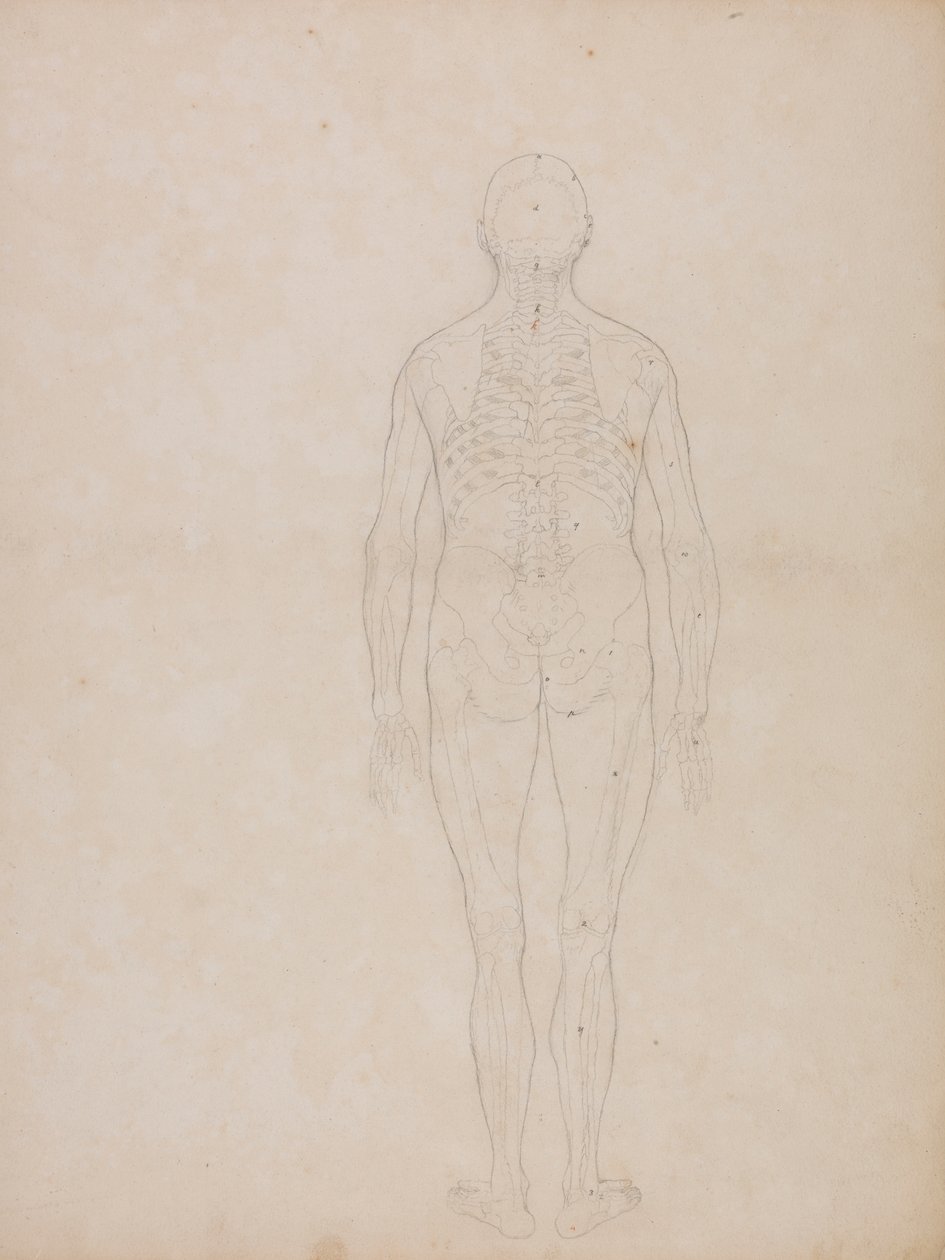 Menselijke figuur, achteraanzicht door George Stubbs