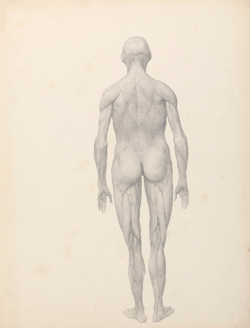 Menselijke figuur, achteraanzicht, gedeeltelijk ontleed (afgewerkte studie voor Tafel XII) door George Stubbs