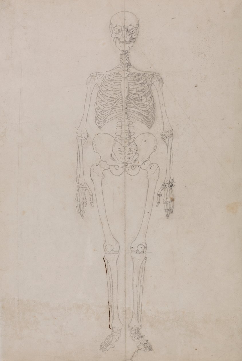 Menselijk Skelet, Vooraanzicht (Laatste Studie) door George Stubbs