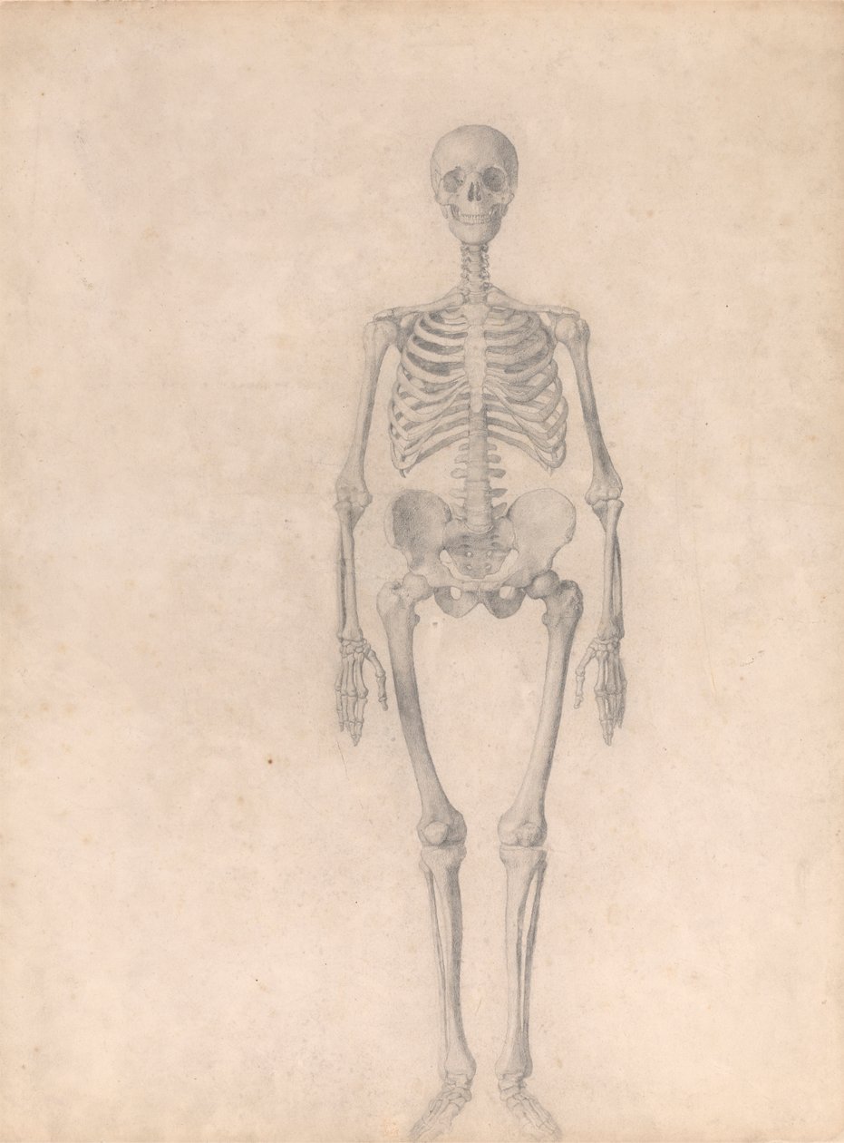 Menselijk Skelet, Vooraanzicht (Afgewerkte Studie voor Tafel I) door George Stubbs