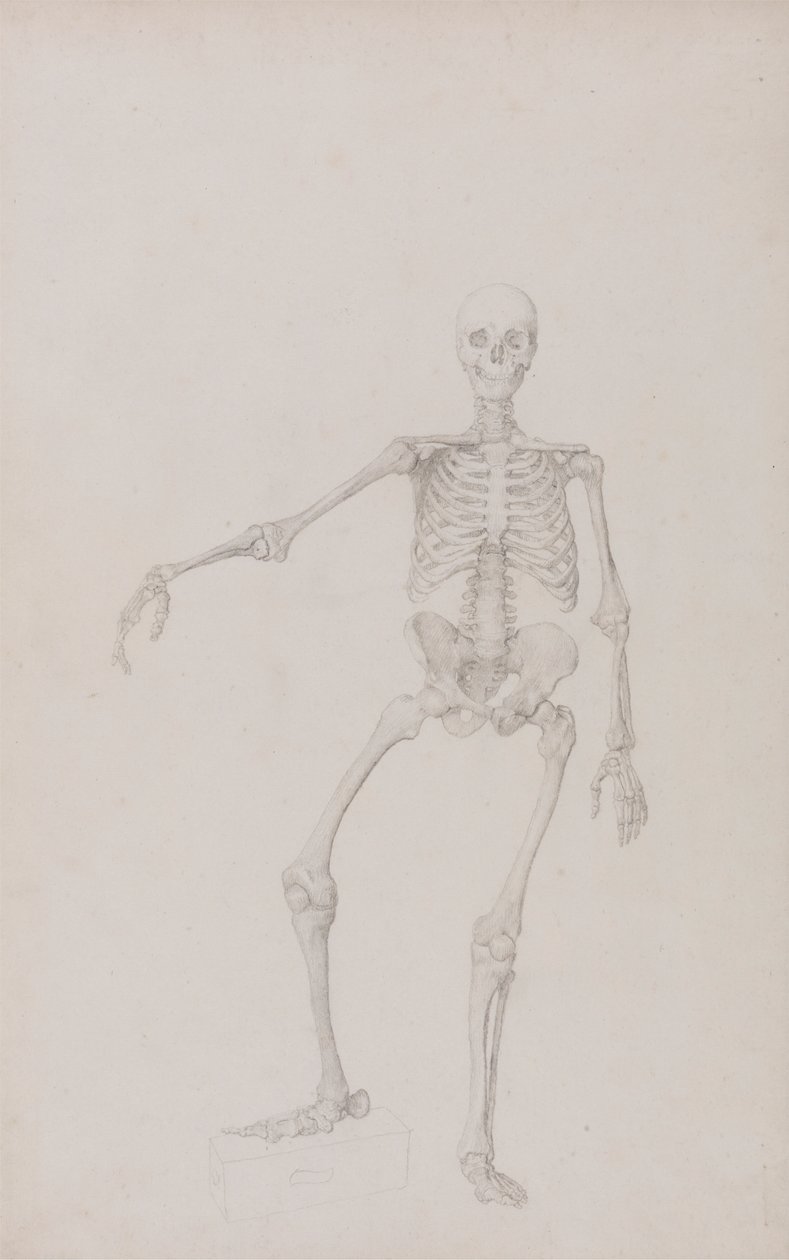 Menselijk Skelet, Voorzijde (Rechterarm Uitgestrekt; afgewerkte studie voor onuitgegeven tabel) door George Stubbs