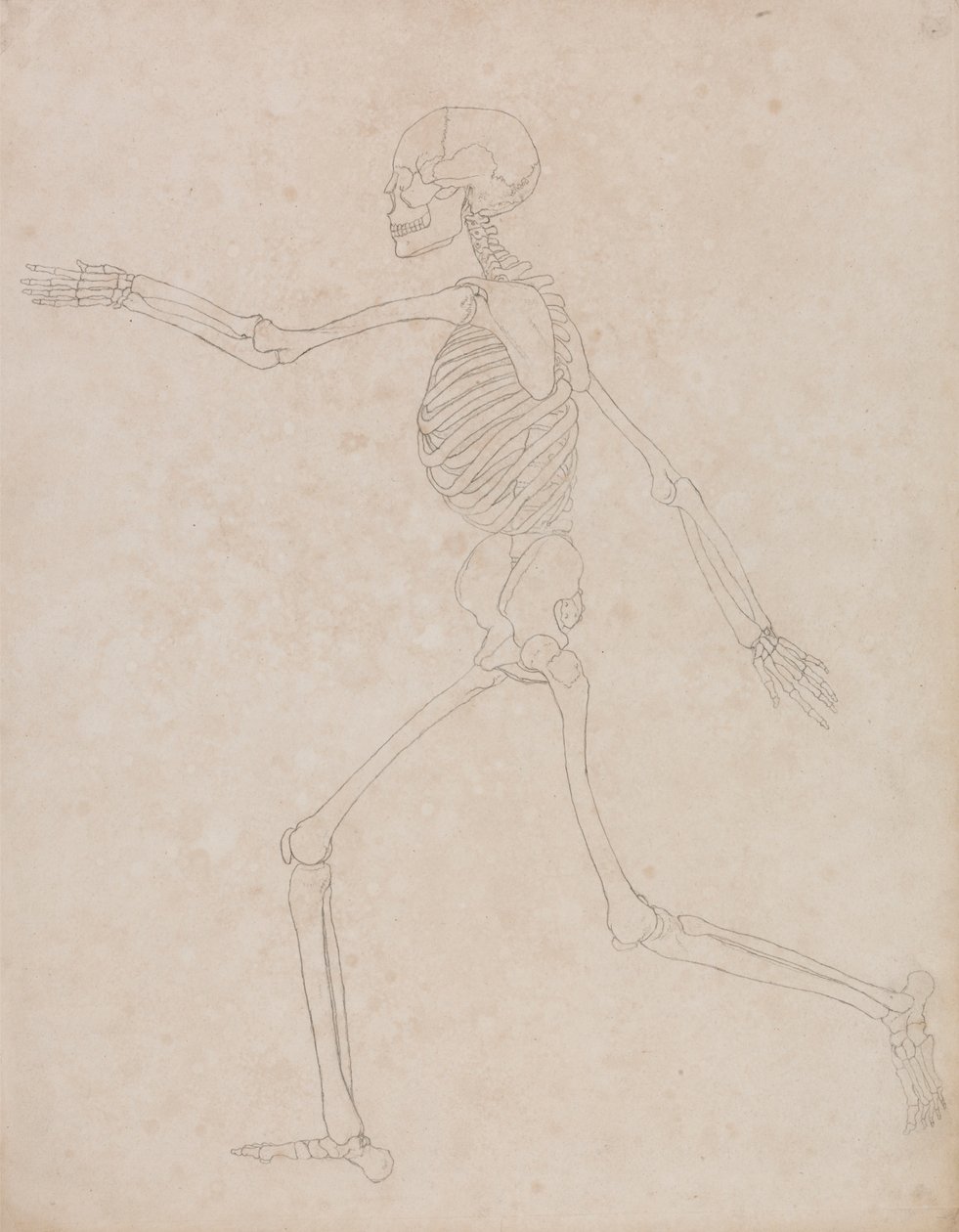 Menselijk skelet, zijaanzicht (mogelijk oorspronkelijk voorbereid voor gebruik als sleutel figuur voor Tabel III maar later verlaten) door George Stubbs