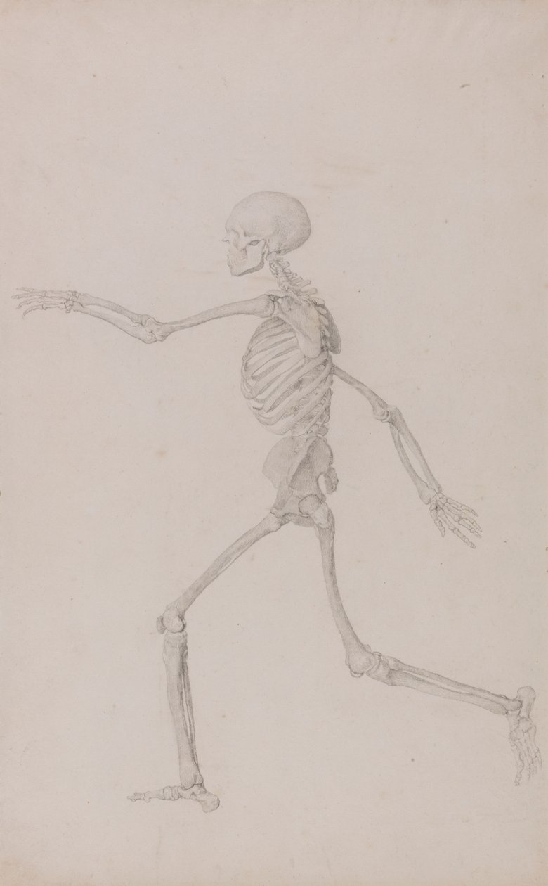 Menselijk skelet, zijaanzicht gezien van links, rennend door George Stubbs