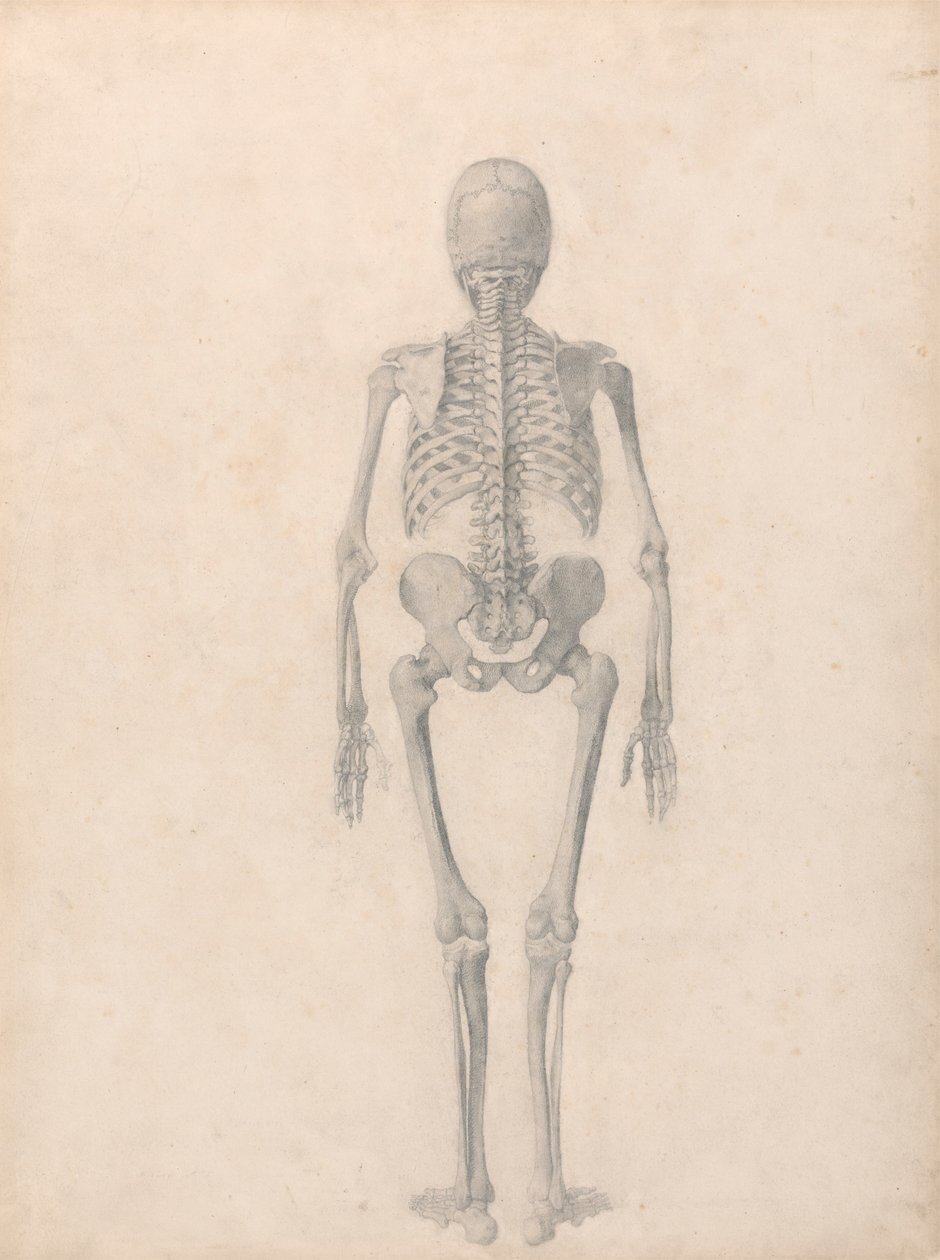 Menselijk skelet, achteraanzicht (afgewerkte studie voor Tafel II) door George Stubbs