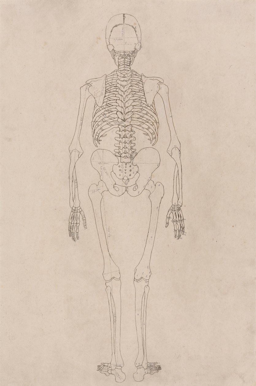 Menselijk Skelet, Achteraanzicht (Betreft Tabel II) door George Stubbs