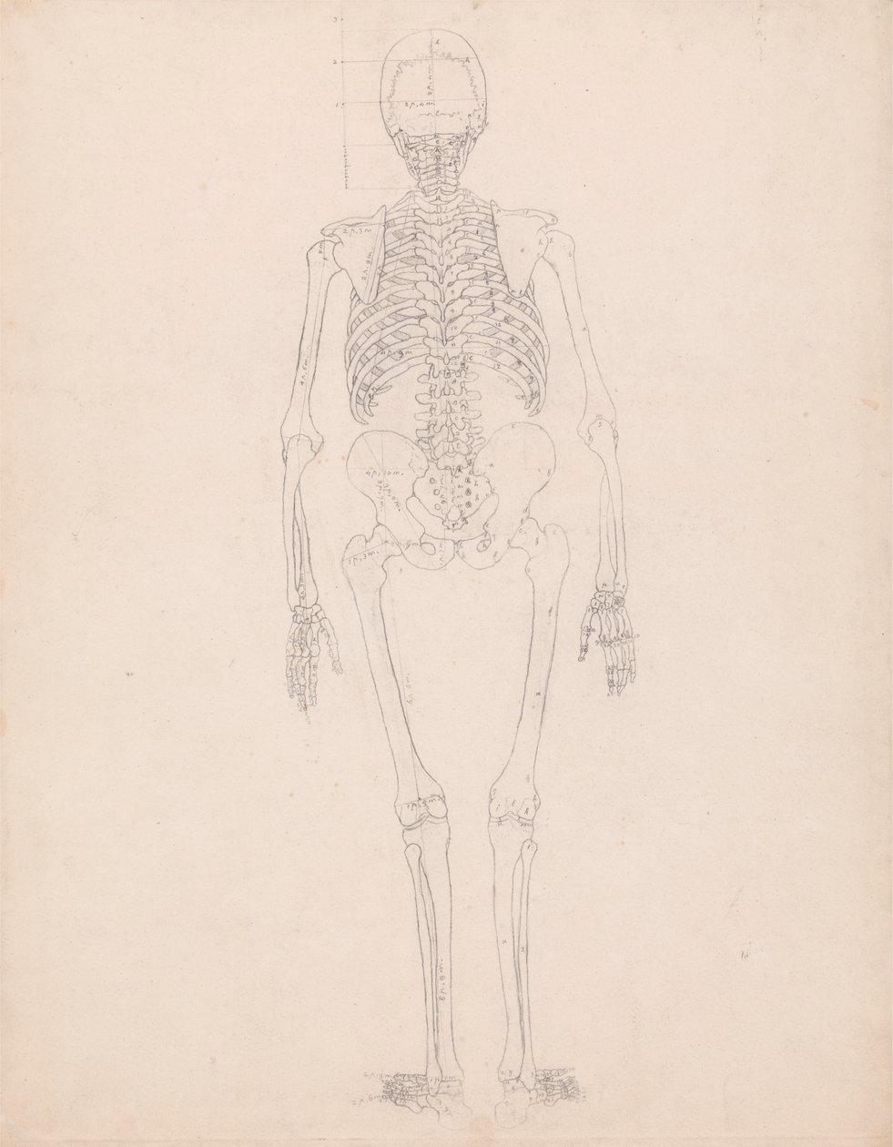 Menselijk skelet, achteraanzicht door George Stubbs
