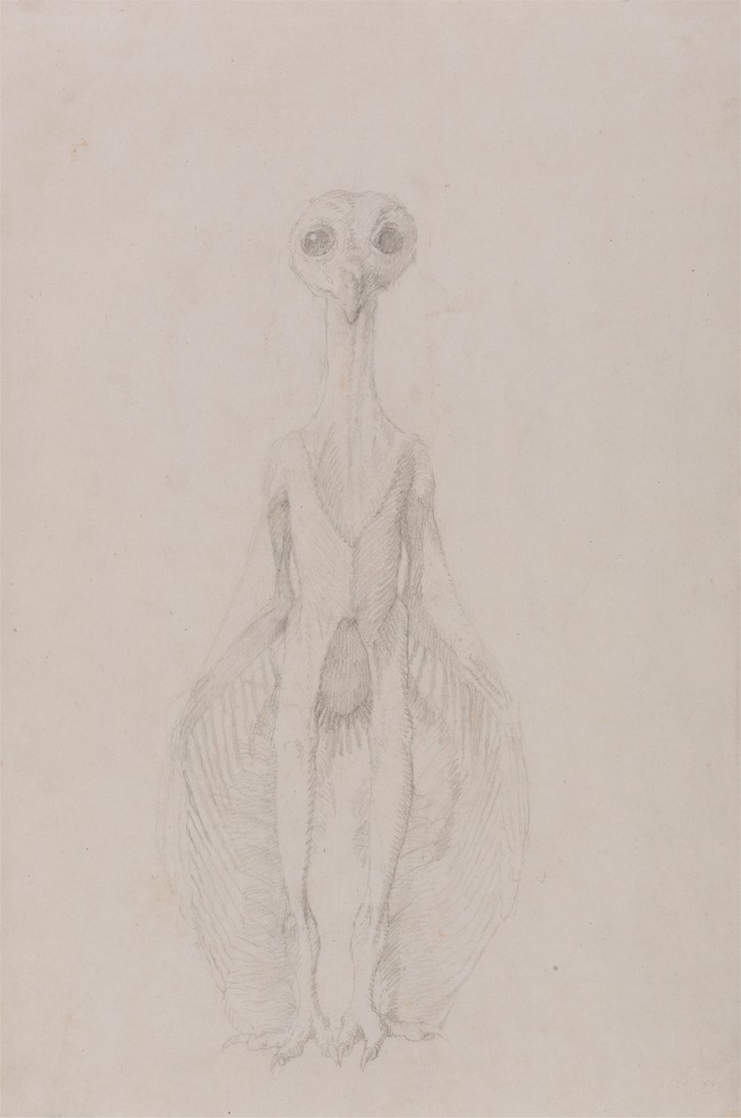 Uil staand, vooraanzicht door George Stubbs