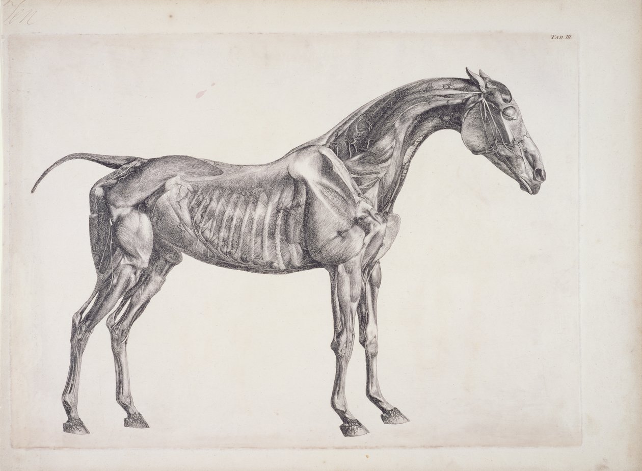 Plaat uit De Anatomie van het Paard, c.1766 door George Stubbs