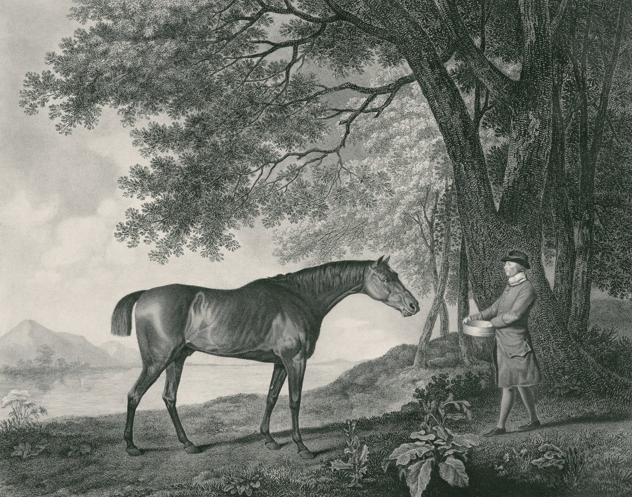 Sharke, gegraveerd door George Townley Stubbs (1756-1815) pub. 1794 (ets) door George Stubbs