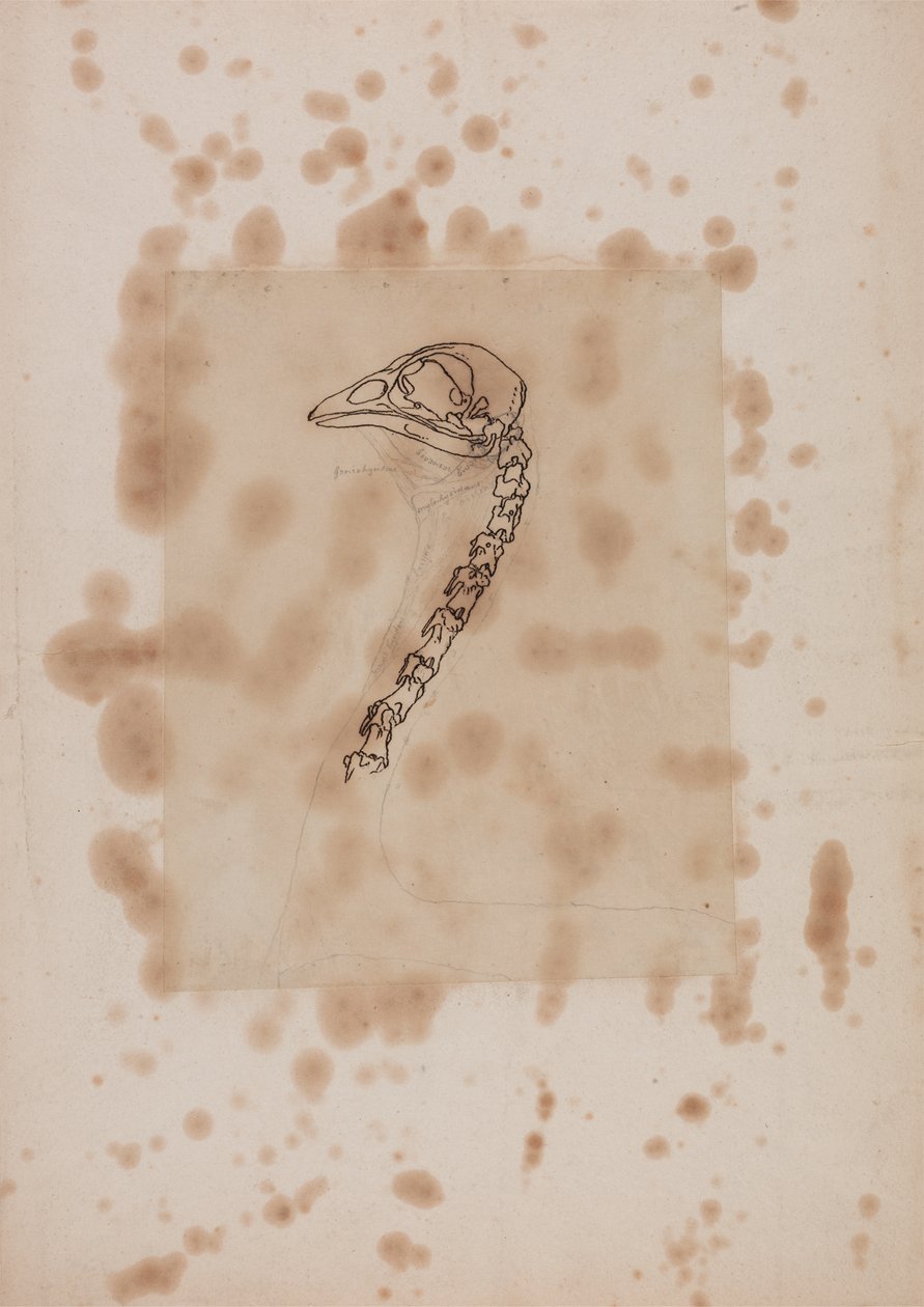 Studie van een Kip Hoofd en Nek, Lateraal Aanzicht, uit Een Vergelijkende Anatomische Expositie van de Structuur van het Menselijk Lichaam met die van een Tijger en een Gewone Kip, 1795-1806 door George Stubbs
