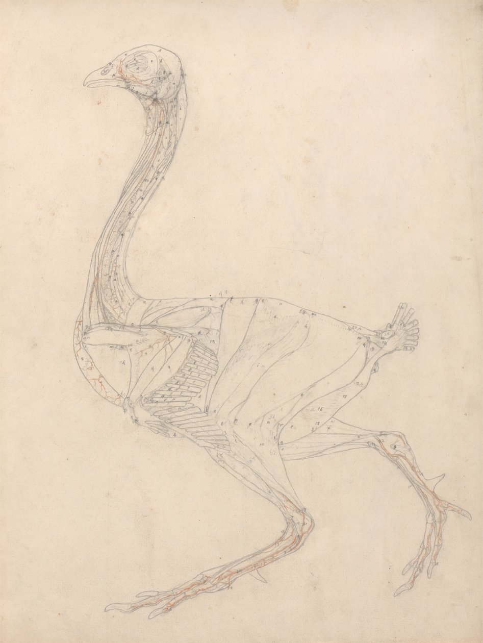 Studie van een Vogel, Laterale Weergave, Diagram voor Sleutel naar Tabel XV, uit Een Vergelijkende Anatomische Expositie van de Structuur van het Menselijk Lichaam met die van een Tijger en een Gewone Vogel, 1795-1806 door George Stubbs
