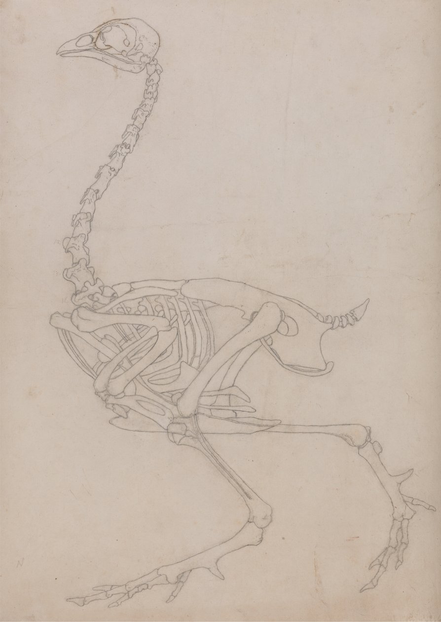 Studie van een vogel, lateraal aanzicht, uit Een vergelijkende anatomische expositie van de structuur van het menselijk lichaam met die van een tijger en een gewone vogel, 1795-1806 door George Stubbs