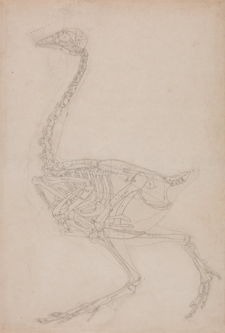 Studie van een vogel, lateraal aanzicht, uit Een vergelijkende anatomische expositie van de structuur van het menselijk lichaam met die van een tijger en een gewone vogel, 1795-1806 door George Stubbs