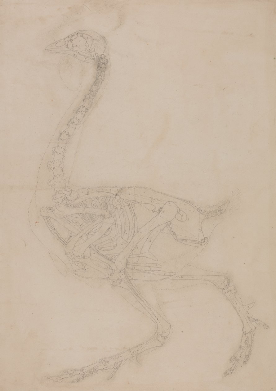 Studie van een vogel, lateraal aanzicht, uit Een vergelijkende anatomische expositie van de structuur van het menselijk lichaam met die van een tijger en een gewone vogel, 1795-1806 door George Stubbs